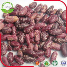 2016 New Crop Red Speckled Kidney Beans Long Shape